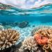 Underwater view of a coral reef with vibrant corals and nearby pale, stressed coral patches in a blue ocean with a distant horizon.